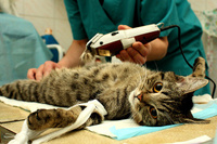 Стерилизация кошек с обычным швом