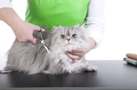 Гигиеническая стрижка кошки (без учета стоимости анестезии)