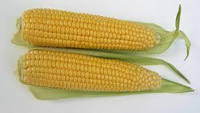 Семена кукурузы сахарной Свит Наггет F1 Agri Saaten 5 000 с