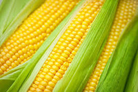 Семена кукурузы сахарной ГХ 5704 F1 Syngenta 100 000 с