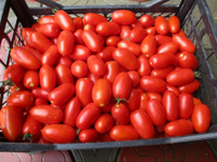 Семена томата для переработки Ред Скай F1 Nunhems 1 000 с
