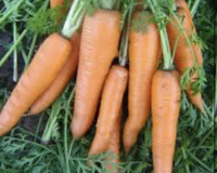 Семена моркови Вита Лонга Bejo 500 г