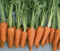 Семена моркови Ромоса Берликум Bejo 500 г