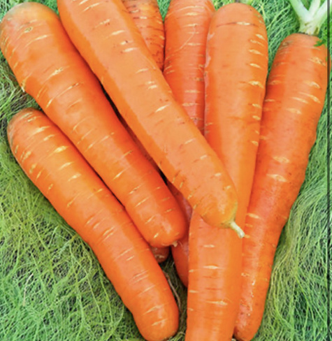 Семена моркови Ромоса Bejo 500 г