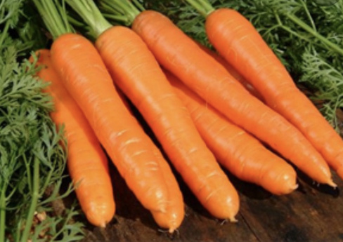 Семена моркови Карини Bejo 500 г