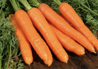 Семена моркови Карини Bejo 500 г