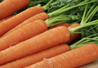 Семена моркови Самсон Bejo 500 г