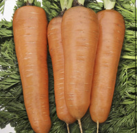 Семена моркови гибрид нантского типа Нирвана Гавриш 1000 г