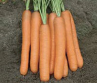 Семена моркови гибрид нантского типа Юкон F1 Syngenta 100 000 с