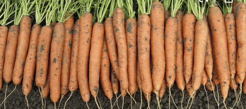 Семена моркови гибрид нантского типа Романс F1 Nunhems 1 млн.с