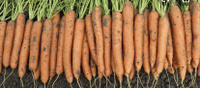 Семена моркови гибрид нантского типа Романс F1 Nunhems 1 млн.с