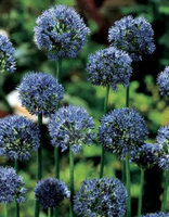 Лук голубой Аквамарин (Allium caeruleum Pall.) 1 уп. ( 5шт.) фракция 4/5