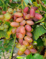 Виноград плодовый Юлиан 1 шт