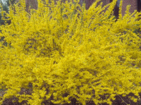 Форзиция промежуточная Forsythia intermedia Maree d`Or