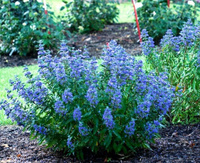 Кариоптерис кладонский Хэвенли Блю / Caryopteris clandonensis Heavenly Blue